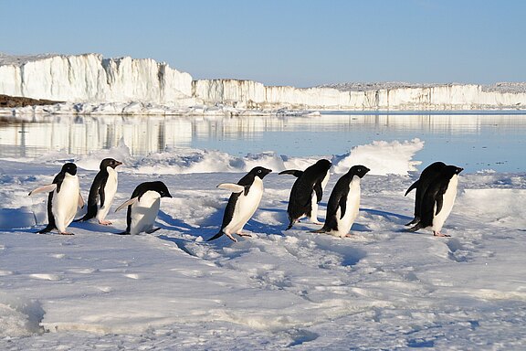 penguins-56097_1920.jpg 